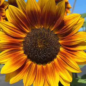 Meet your Posher, Angel